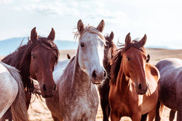 istock Wild horses in nature reserve 1218798102