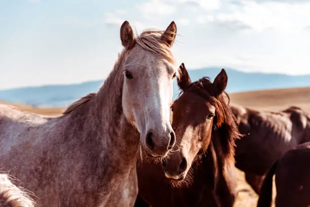 Photo of Wild horses in nature reserve