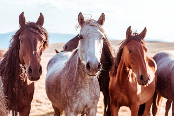 istock Wild horses in nature reserve 1218798244