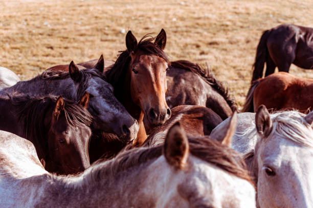 istock Wild horses in nature reserve 1218798390
