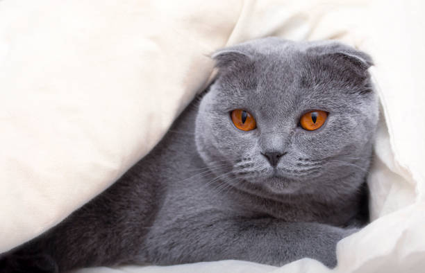 istock Scottish fold cat gray-blue hiding in bed 1218799488