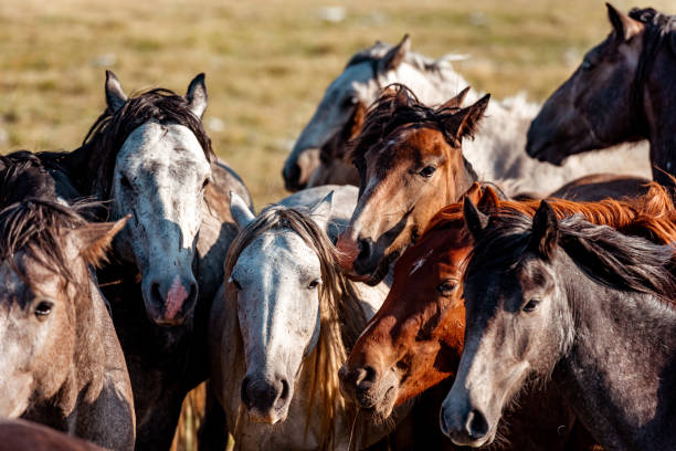 istock Wild horses in nature reserve 1218799553