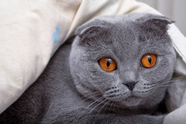 istock Purebred gray-blue Scottish fold cat with large orange eyes close-up 1218799574