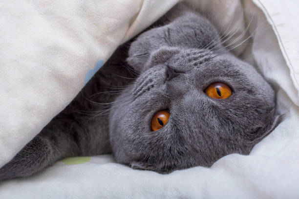 istock Scottish fold cat lies on its back wrapped in a blanket 1218799804
