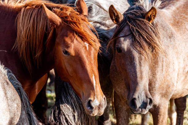 istock Wild horses in nature reserve 1218800020