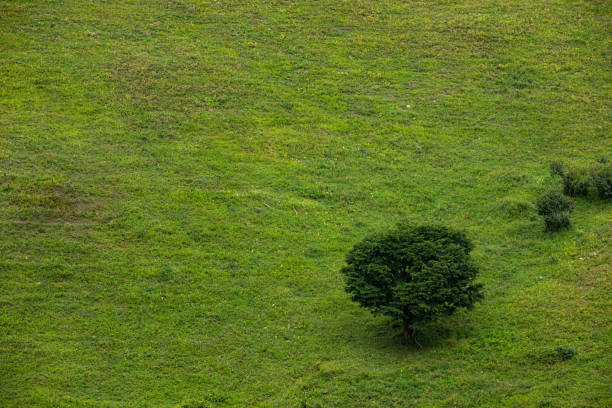 istock Grassland pasture in summer 1218800756