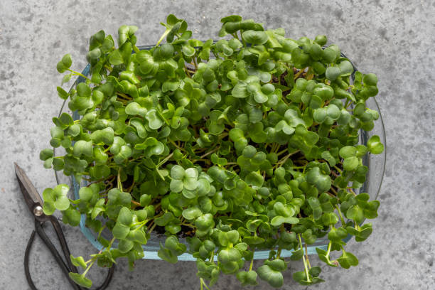 istock Sprouted radish seeds microgreens in box on grey. View from above. Concept healthy eating. Seed Germination at home. 1218800788