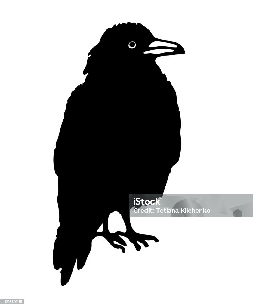 Tập Hợp Các Loài Chim Quạ Đen Đàn Quạ Vẽ Tay Vẽ Phác Thảo Vectơ Hình minh  họa Sẵn có - Tải xuống Hình ảnh Ngay bây giờ - iStock