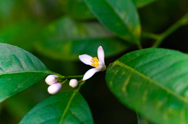 istock Citrus tree with flowers. lemon tree. citrus blossoms 1218801714