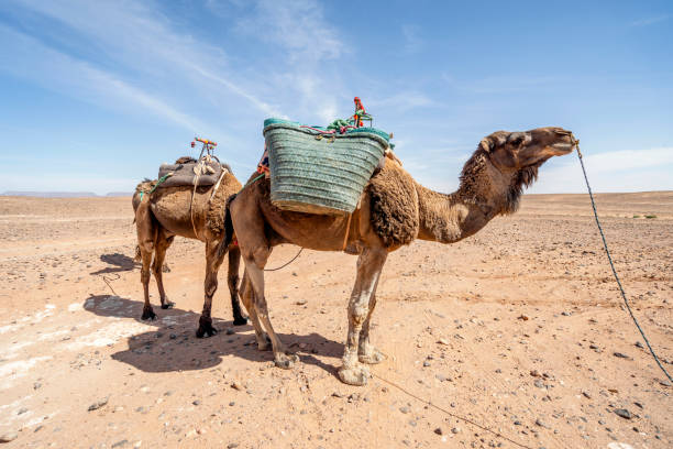 istock Dromedary camels standing on Sahara desert in Morocco. 1218801861