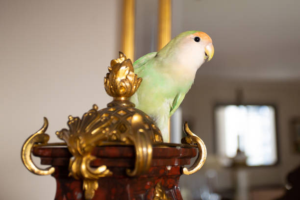 ラブバードは家の中で自由に育てられた - photography young animal bird young bird ストックフォトと画像
