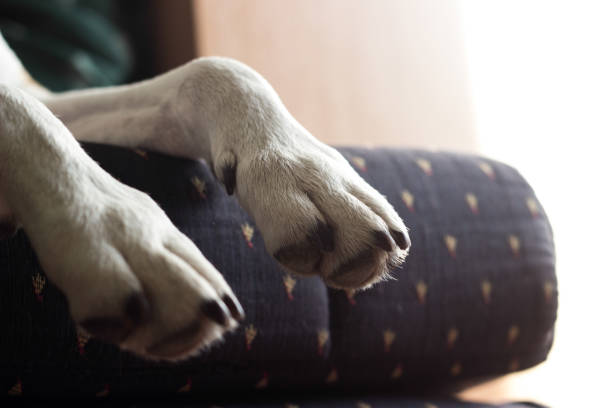 patas de cachorro - paw print paw dog blanket - fotografias e filmes do acervo