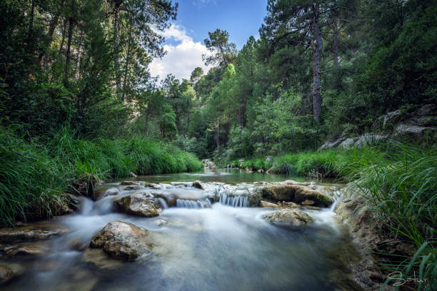 beautiful river escorted by green vegetation and a blue sky - forest road nature birch tree imagens e fotografias de stock