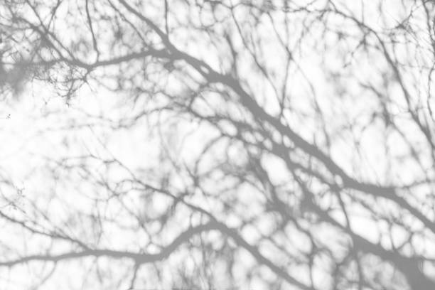istock Sunlight and shadows on the wall from the branches of trees 1218805603
