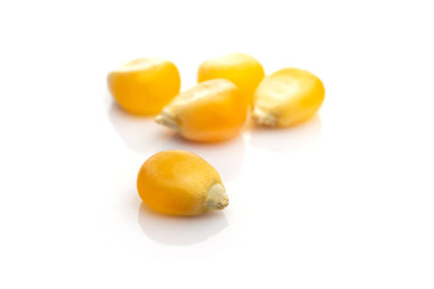 istock Yellow corn seed for popcorn isolated on white. Sweet agriculture kernel grain background. Used in cooking as vegetable or source of starch. 1218806995