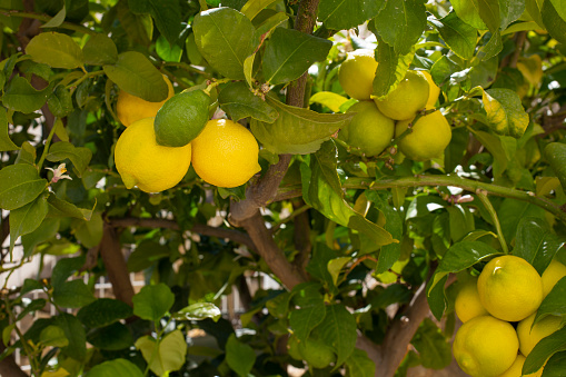 Ripe lemon on the tree