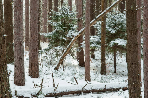 istock Winter Pine Forest Yankee Springs 1218808856