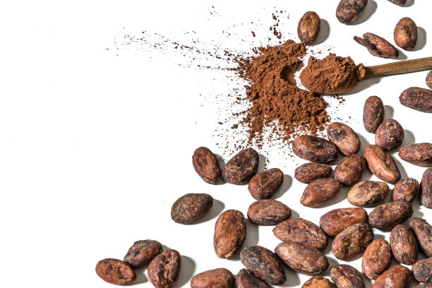 Top view of a teaspoon full of cocoa powder surrounded by cocoa beans on white background. The objects are at the right side of the image leaving a useful copy space at the left side. High key DSLR photo taken with Canon EOS 6D Mark II and Canon EF 24-105 mm f/4L