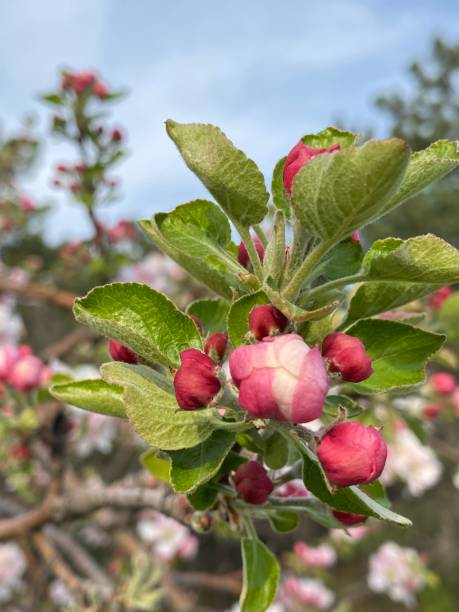 istock Spring branch of bud on branch of spring 1218809217
