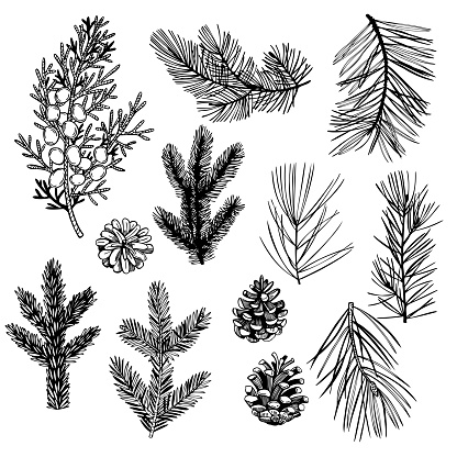 Hand drawn Christmas plants set. Coniferous tree branches. Vector sketch  illustration.