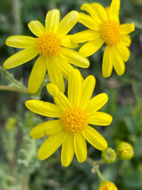 istock Daisy Yellow Daisy Flower Spring Bulbous Plant 1218810026