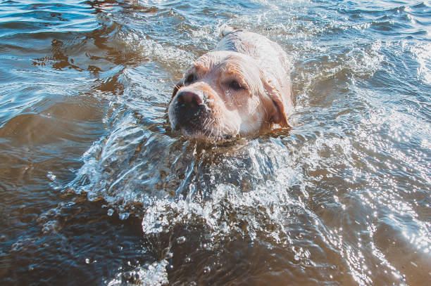 istock The dog swims and splashes around 1218810130