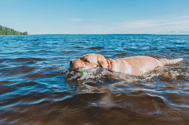 istock Vacation at the sea with a dog 1218810159