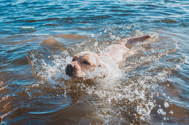 istock A dog swims in the water 1218810212