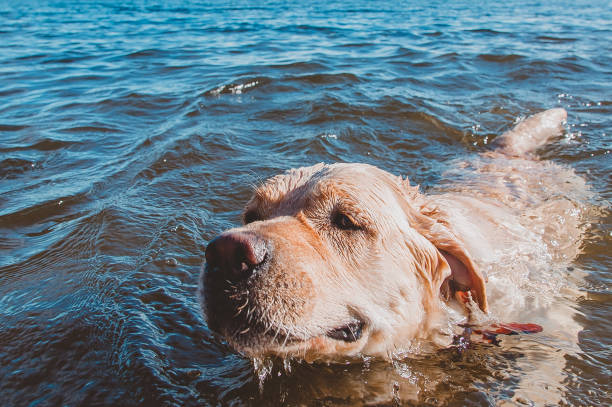istock The labrador's face above the water 1218810304