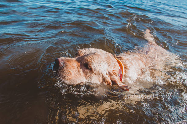 istock Vacation at the sea with a dog 1218810372