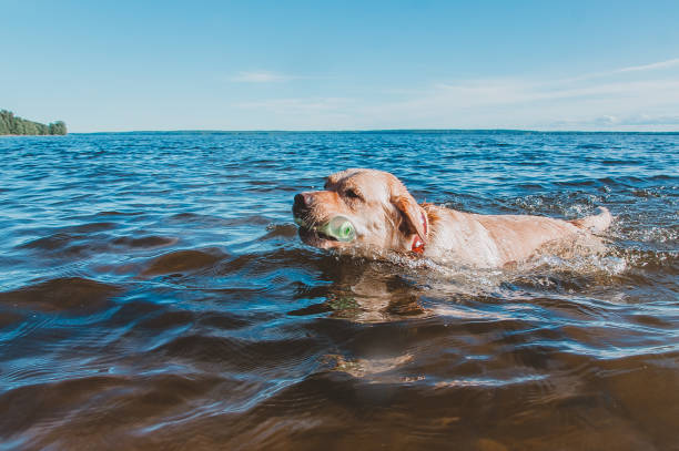 istock Swimming is good for the dog's skeleton 1218810428