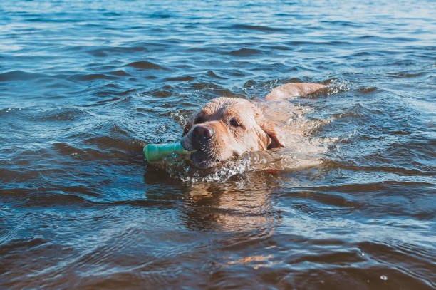 istock The dog performs the task of Aport from the water 1218810479
