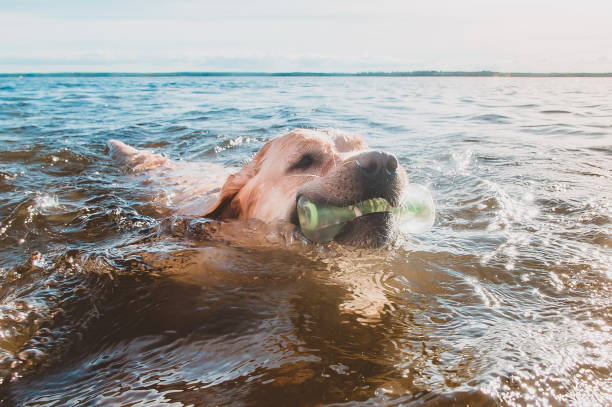 istock Labrador is a brave lifeguard and a good swimmer 1218810502