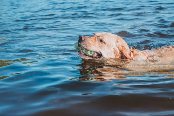istock A trip to the sea with a Labrador 1218810608