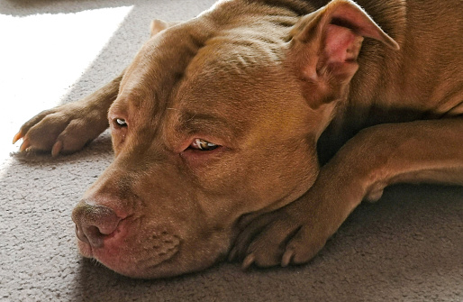 Close up of sleepy pit bull terrier dog in the house. Pet friendly and care concept.