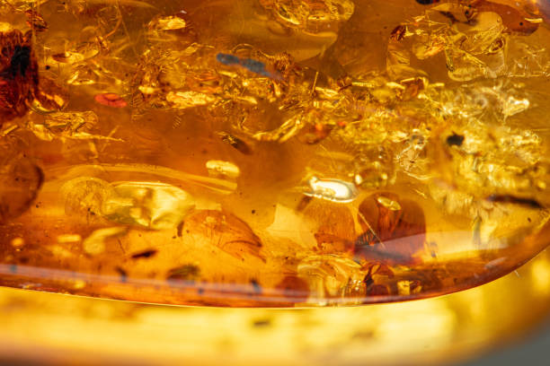 A large piece of polished Baltic Sea amber on the white background
