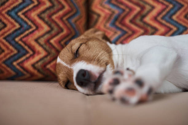 istock Sleeping jack russel terrier puppy dog on the sofa, close up 1218811463