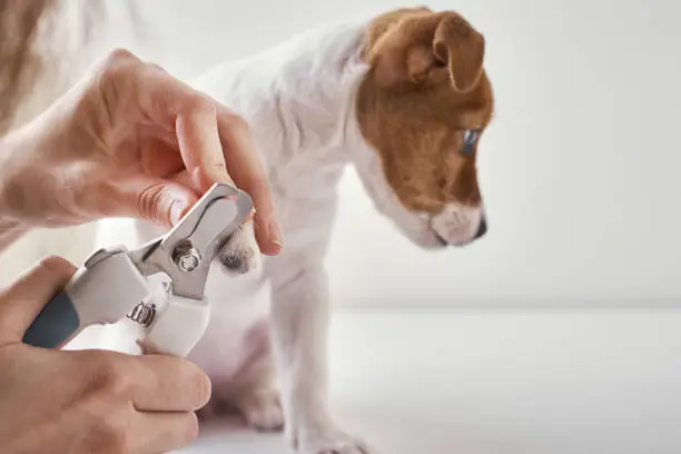 Photo of Owner cuts nails jack russel terrier puppy dog with a scissors