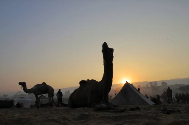 istock pushkar camel festival 1218811544