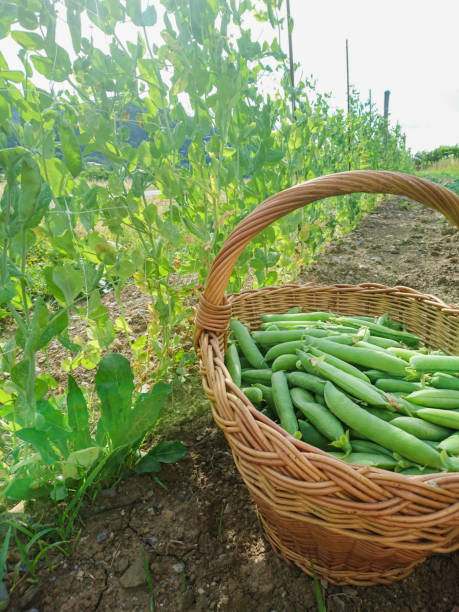 Freshly Picked Green Peas in Wicker Basket stock photo