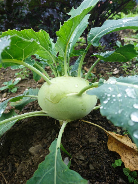 kohlrabi growing - primer plano - kohlrabi turnip cultivated vegetable fotografías e imágenes de stock