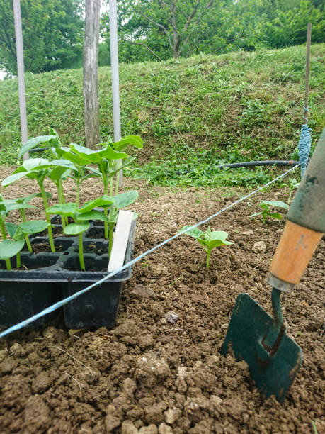 istock Planting Cucumber Seedlings 1218811887