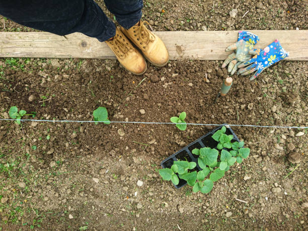 istock Planting Cucumber Seedlings 1218811889