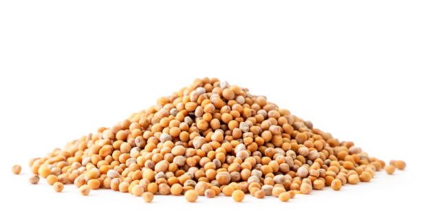 istock A pile of mustard seeds on a white background. Isolated 1218813064