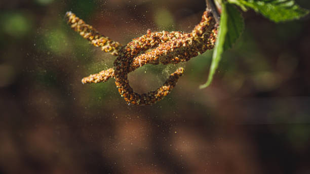 Color photography of birch catkins from birch tree in close-up view, with small green leaves emerging on branches and with visible pollen grain flying in the air. Time for allergies in april in spring season in France.
