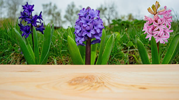 Blooming hyacinths and a wooden box wall. Spring season.