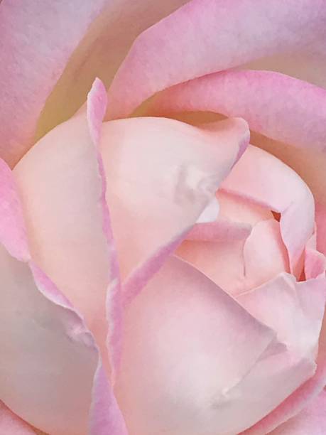 istock Pink rose wallpaper 1218813293
