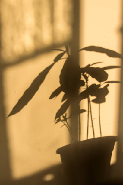 istock Shadow on the wall. Avocado plant 1218814281
