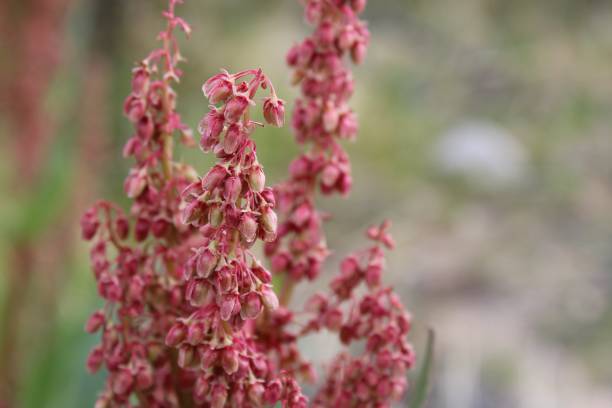 istock RUMEX HYMENOSEPALUS - PIONEERTOWN - 032920 C 1218814329