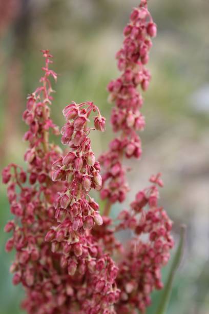 RUMEX HYMENOSEPALUS - PIONEERTOWN - 032920 D